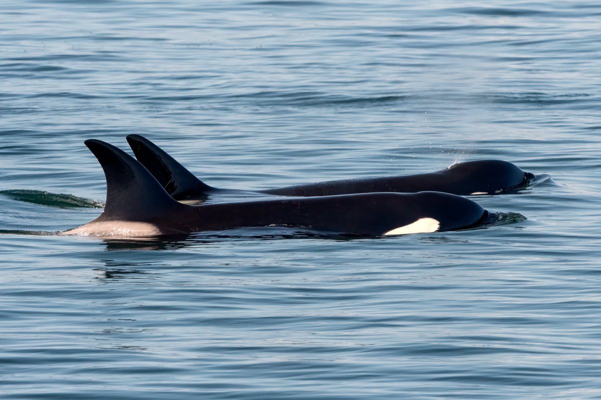 Washington Gives tweet media