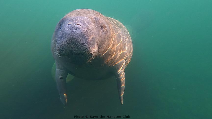 Latest Manatee Update from Blue Spring!
The river warmed up to 70F (21.1C) and the manatee count dropped down to 17, which wasn’t surprising. Most manatees were located close to the river. The 2 adoptees seen today were Lily and Annie w/calf.
