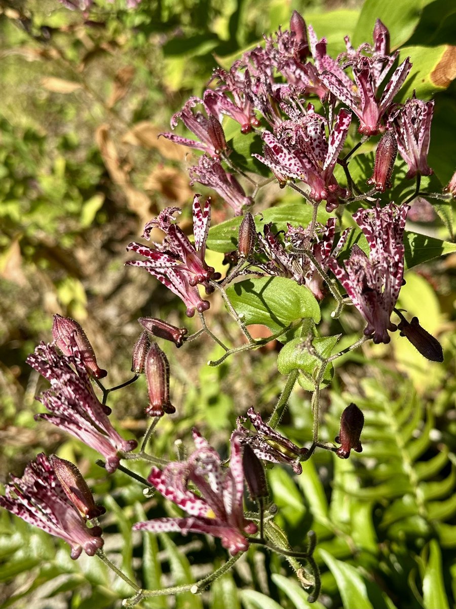 Cloudsailor / 星羅の一日一花 (@sjyszm) / Posts / X