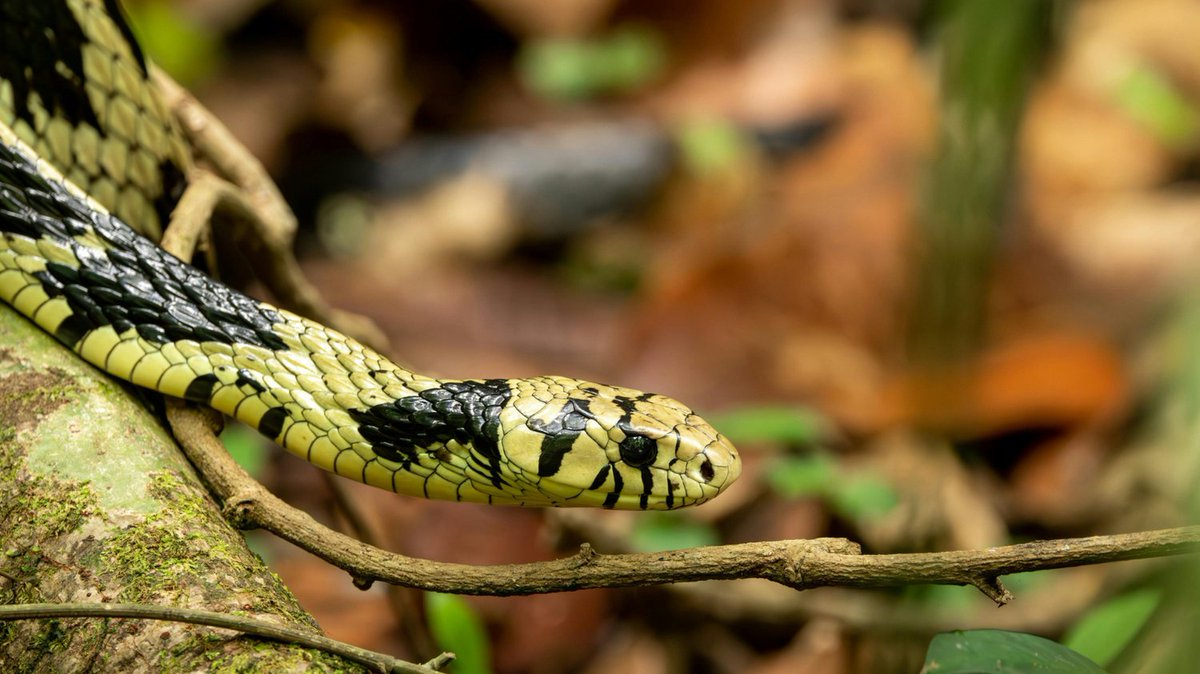 Snakes aren't scary, they are a vital part of our ecosystem! 🌎 They control pests (like rodents) and are a food source for other animals. Let's replace fear with respect. 

Learn how to safely coexist and protect these incredible animals: 
savethesnakes.org/coexist