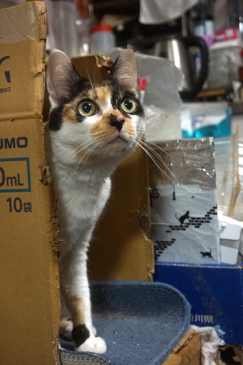 ずっとニャかよし