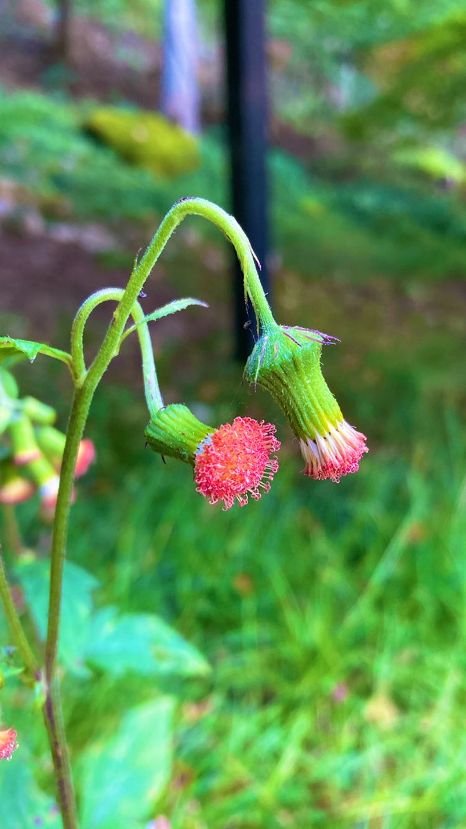 ふくろうの精 on X