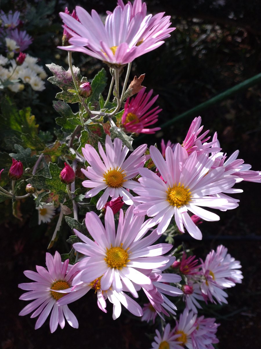 【いっちゃん】 いっちゃん (@NtDKQOuryn1jwGT) / Posts / X