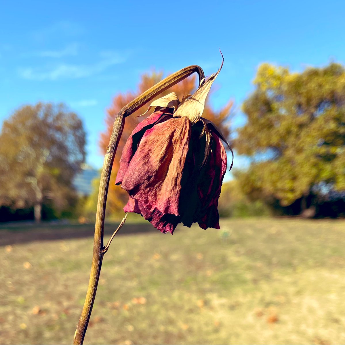 I am smoking a cigarette…
Even though I have never smoked before…
Wondering how you have such an effect on me…
Even though now you are the enemy…
