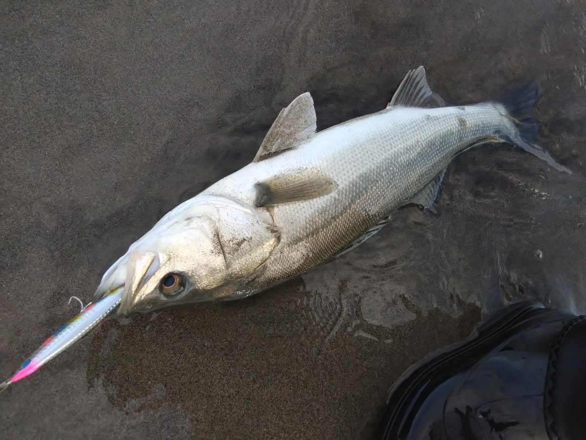 県外で楽しめました🐟
鱸様は3キャッチ