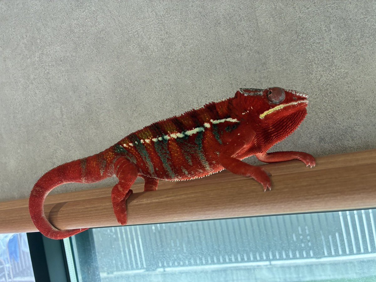 【KAMEREONページです】 KAMEREONページです】 り on X