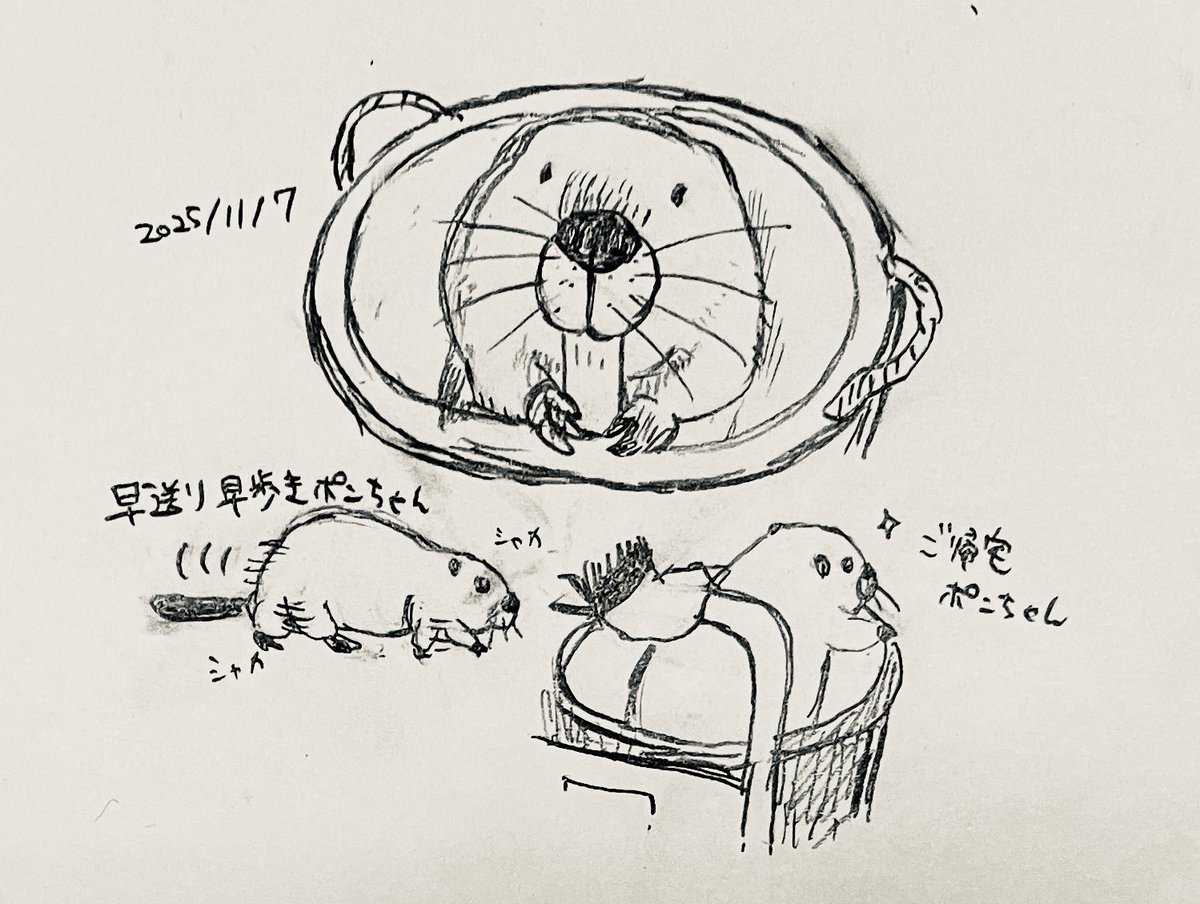 しろか*🦫 (@shirotarosu) / Posts / X