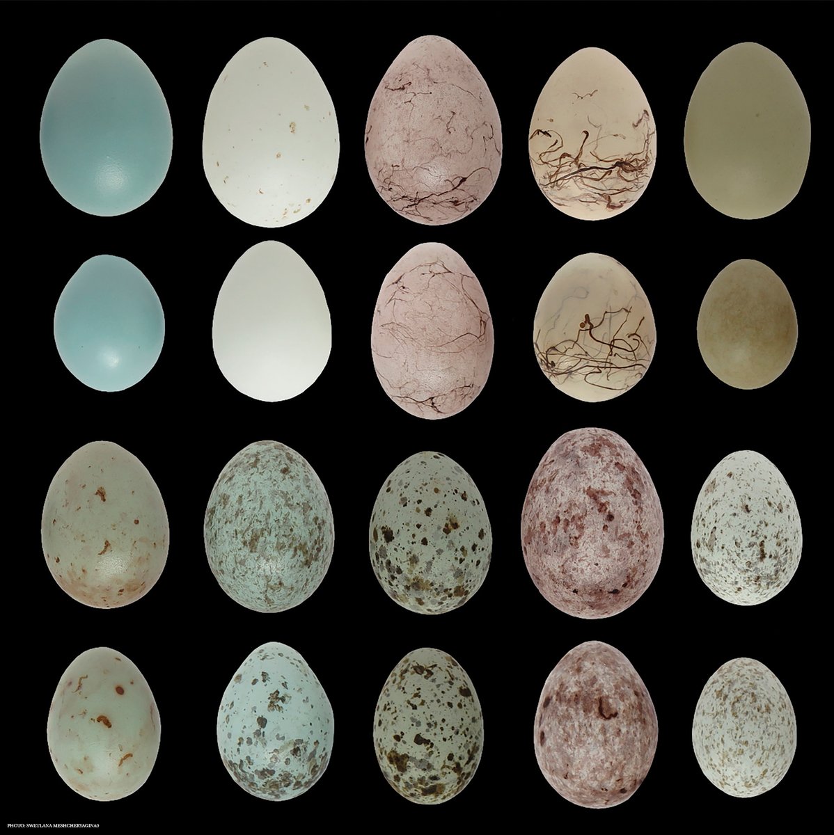 ScienceMagazine's tweet image. How does a single cuckoo species evolve eggs that mimic those of many different hosts? 

In a new Science study, researchers report genomic data that reveal a complex geographic mosaic of cuckoo-host coevolution. 

📄: scim.ag/4nDta5U
#SciencePerspective:…