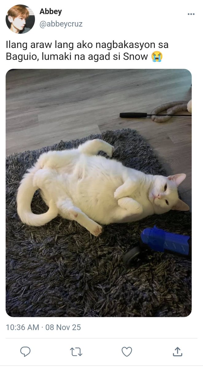 ccicciccu's tweet image. Furmeow parent
#geonxin ft. #sixsevenz filo short au

On his way home from the province, Abbey noticed his cat had gotten heavier. Turns out she was pregnant, and the father was his neighbor’s cat, Samuel, Gino’s brother… who also happened to be Abbey’s crush.