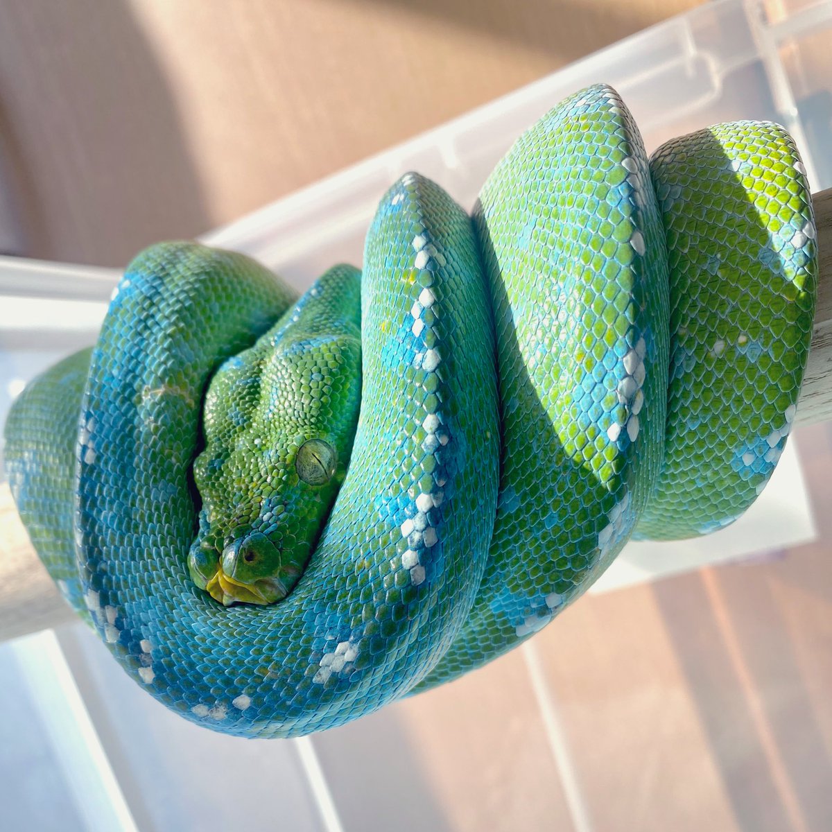 飼育部屋から出たくない☀️