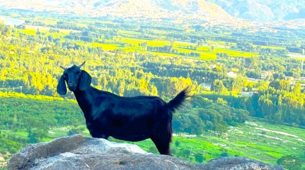 Gwadar_Pro's tweet image. A new study finds a specific probiotic (Clostridium butyricum) improves goat health, strengthens their immune systems, and enhances meat quality—offering a safe alternative to antibiotics. #AgriTech #Science