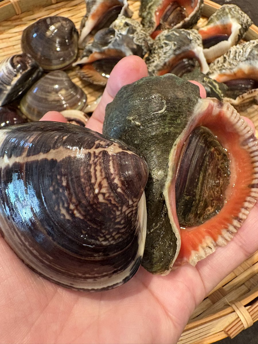 とら (@tora0tora0TORA3) / Posts / X