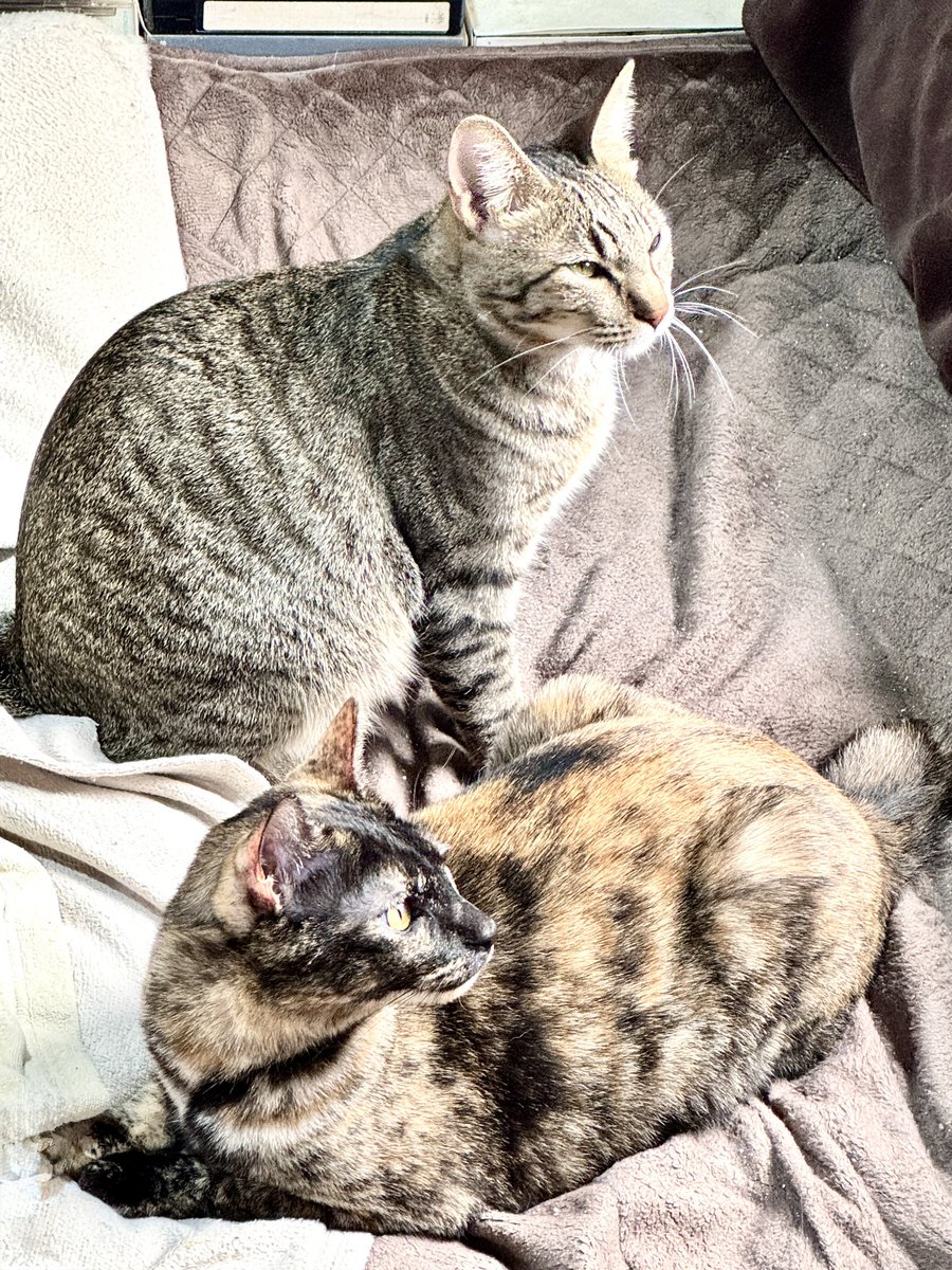 Catloveページ HO Brass MEW - Model Engineering Works CM - Colorado Midland 4-6-0