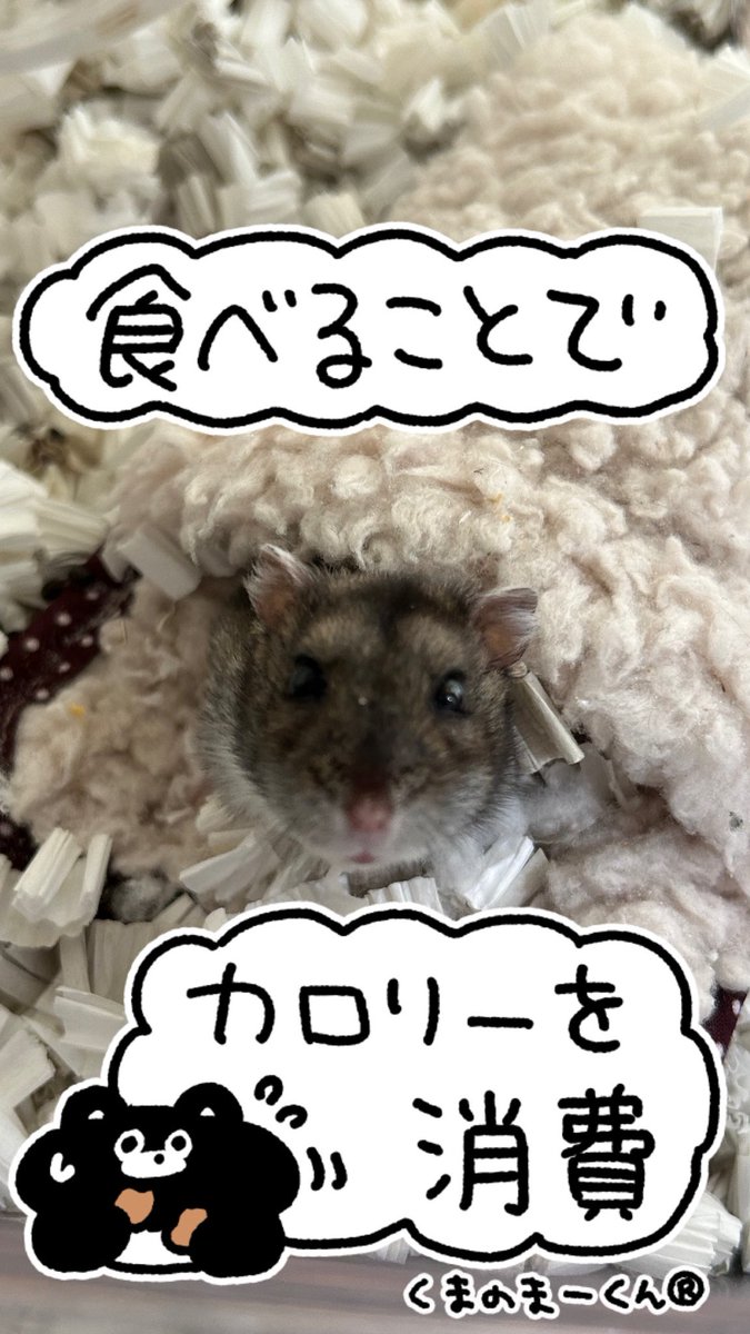 ✧1点限り✧超〜かわいい✧food cat✧フードキャット✧コラージュペーパー✧ ✧1点限り✧超〜かわいい✧food cat✧フードキャット✧コラージュ