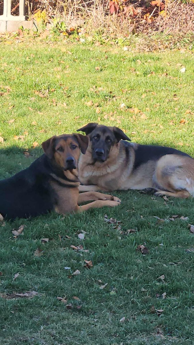 JulieBlaqUGC's tweet image. Two of my ugc assistant
Ready to get to work for your product
✉️ ugcjulieblaq@gmail.com
 #petugc #dogugc #petcontent