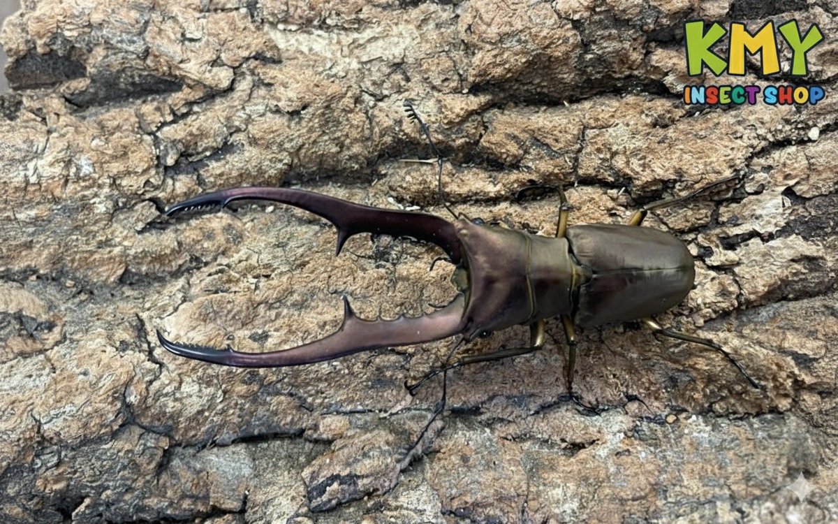 カブ太郎クワ次郎 (@1978insectkbkw) / Posts / X