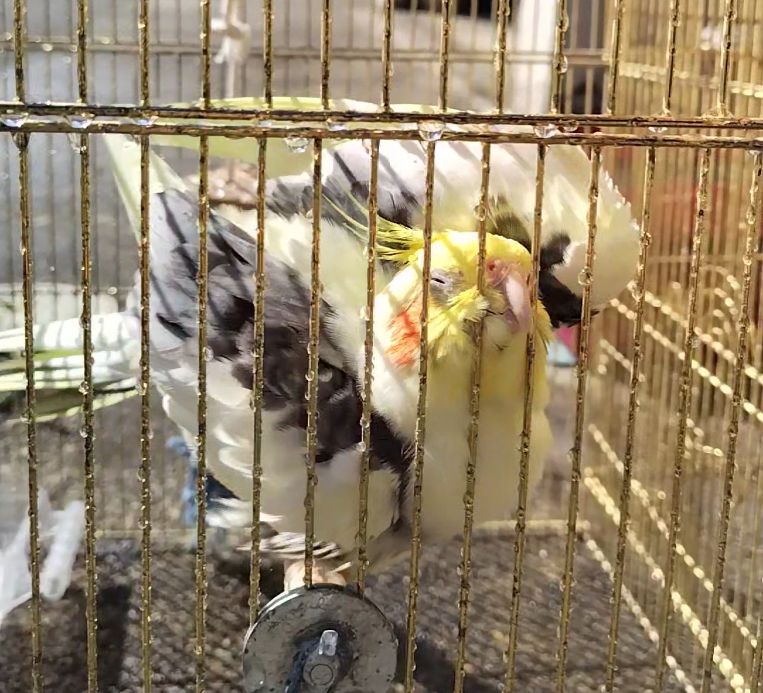 久々のお外での日光浴と水浴びは気持ち良いみたいだね😅
#オカメインコ
#インコ
#ぽかぽか
#いい天気