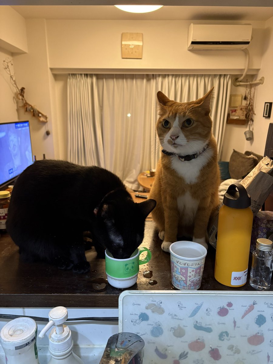 shutamaru558's tweet photo. 寒くなってきたので2匹ともお白湯を好む季節になりました😊🐈🐈‍⬛💕 https://t.co/XYUnizqY0O