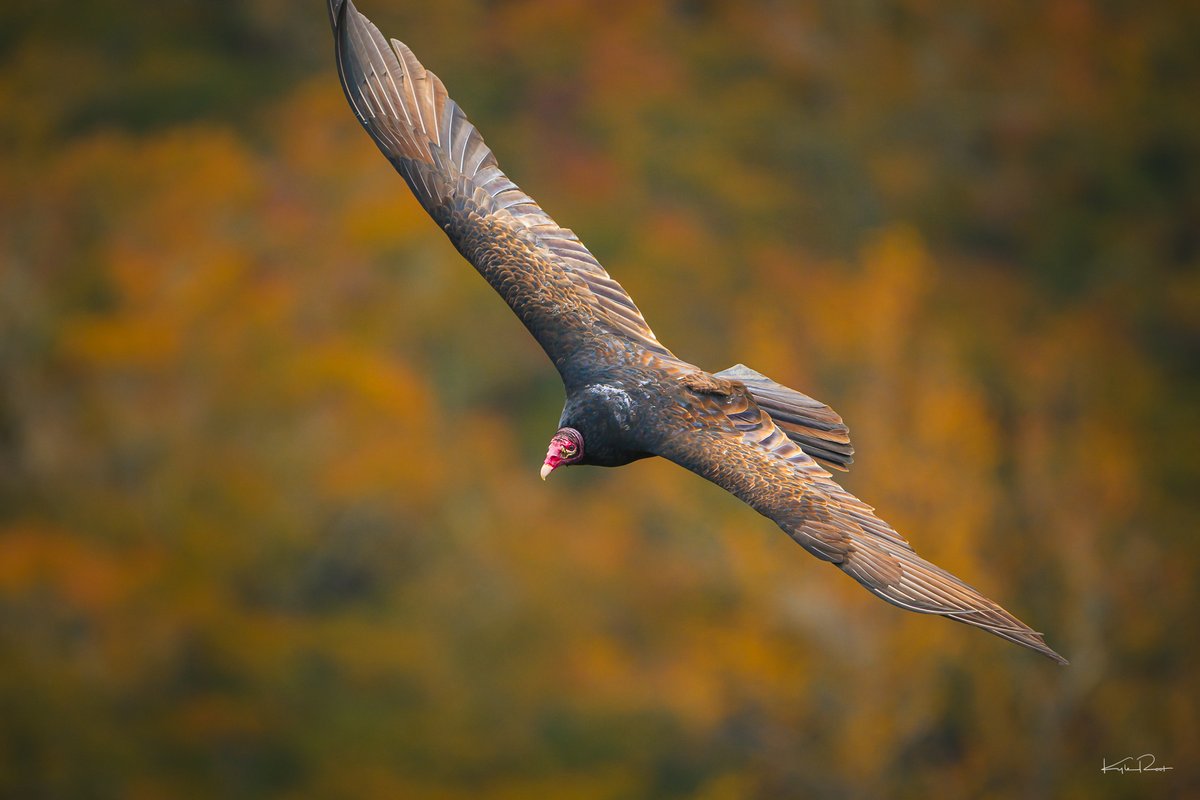kylerootimaging's tweet image. Still a little bit of color left at Little River Canyon over by Ft Payne AL today! Turkey vultures flying at eye level was not expected! Guessing storms tonight will remove a lot more leaves from those trees. #valleywx #fallcolors #nikon @spann