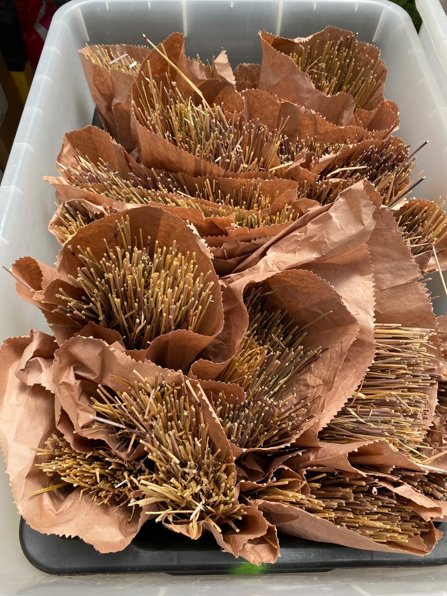 resistance_test's tweet image. Samples for the UWA/AHRI resistance testing 2026 are starting to arrive.  A large set of herbicides will be tested (about 15 options) for just $250.  Photo shows how many heads to collect to do it properly.  Get your secateurs out 😁