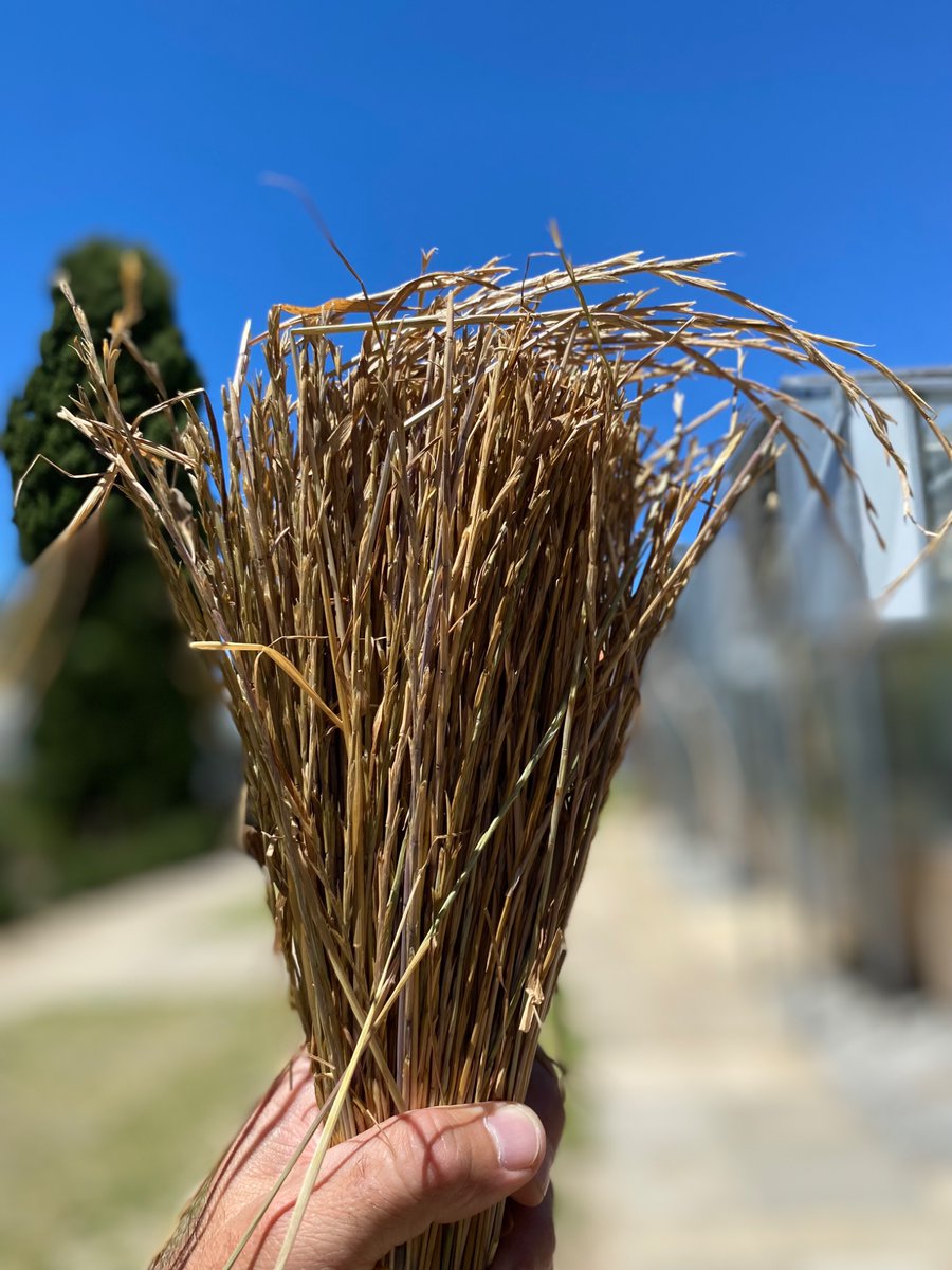 resistance_test's tweet image. Samples for the UWA/AHRI resistance testing 2026 are starting to arrive.  A large set of herbicides will be tested (about 15 options) for just $250.  Photo shows how many heads to collect to do it properly.  Get your secateurs out 😁