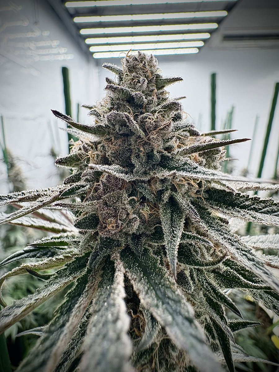 GreenShopLab's tweet image. Super Boof — Bloom Day 56

Schwazzing done.
We’re in the degressive feed phase — cutting down nutrients slowly, letting the plant finish on her own strength.

She’s showing signs of maturity … colors changing, aroma deepening.

Beginning of the end 💚