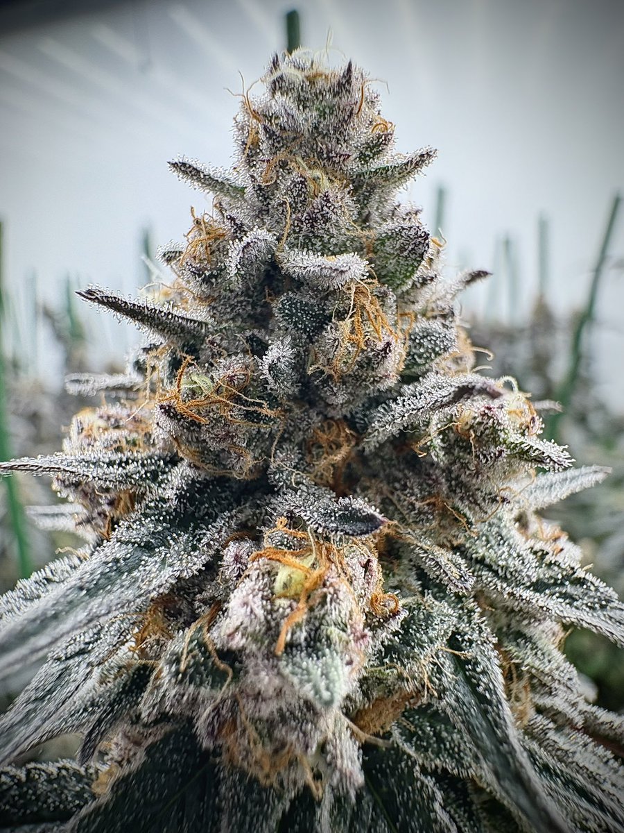 GreenShopLab's tweet image. Super Boof — Bloom Day 56

Schwazzing done.
We’re in the degressive feed phase — cutting down nutrients slowly, letting the plant finish on her own strength.

She’s showing signs of maturity … colors changing, aroma deepening.

Beginning of the end 💚