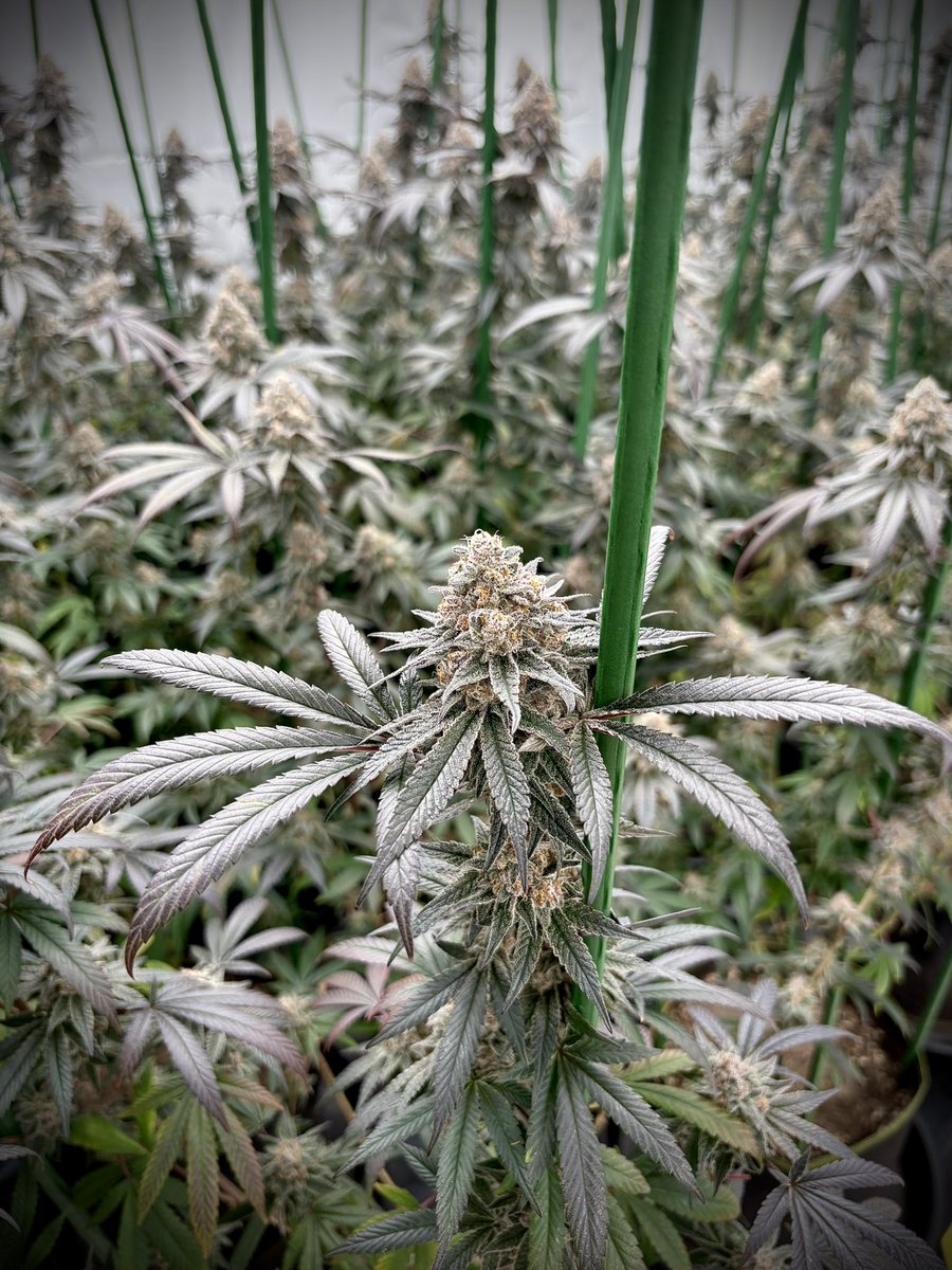 GreenShopLab's tweet image. Super Boof — Bloom Day 56

Schwazzing done.
We’re in the degressive feed phase — cutting down nutrients slowly, letting the plant finish on her own strength.

She’s showing signs of maturity … colors changing, aroma deepening.

Beginning of the end 💚