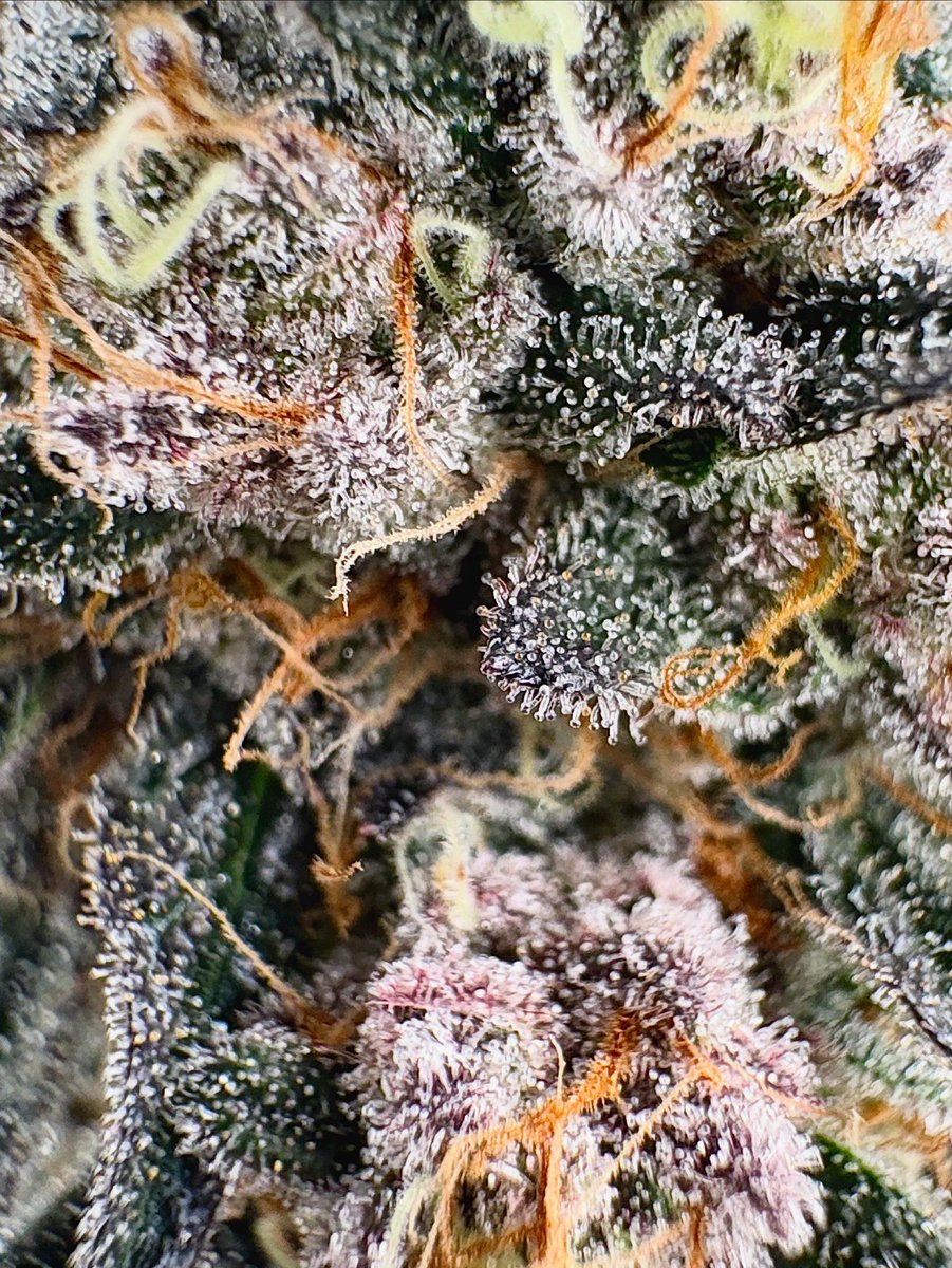 GreenShopLab's tweet image. Super Boof — Bloom Day 56

Schwazzing done.
We’re in the degressive feed phase — cutting down nutrients slowly, letting the plant finish on her own strength.

She’s showing signs of maturity … colors changing, aroma deepening.

Beginning of the end 💚