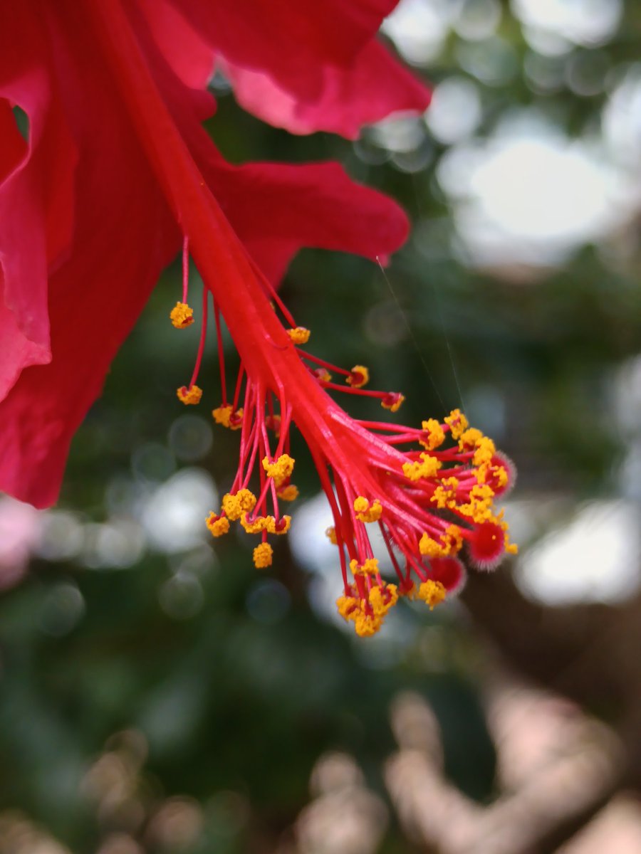 niileshraichura's tweet image. Saw it..
Liked it..
So clicked it..!!

#bokeh