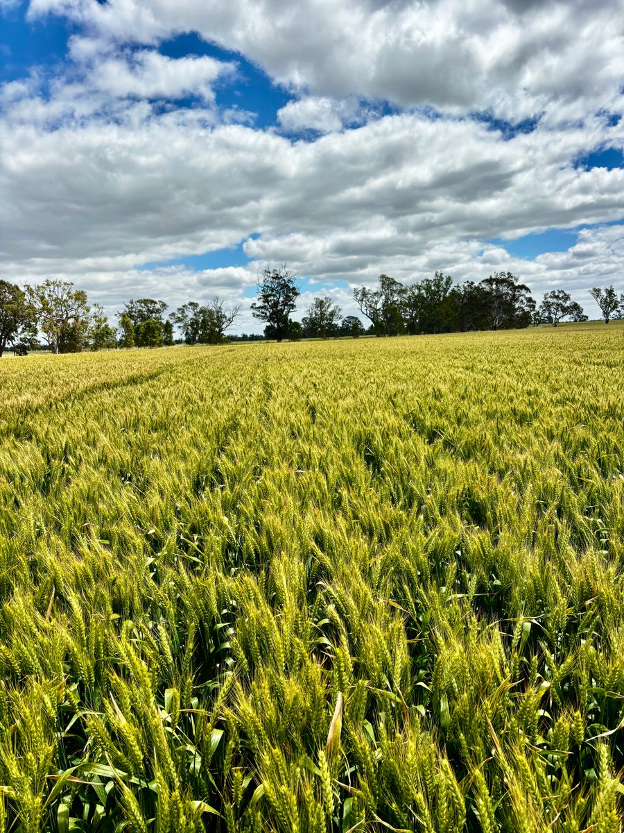Varieties are getting better and better, matador sown 25th may @ 100kg.