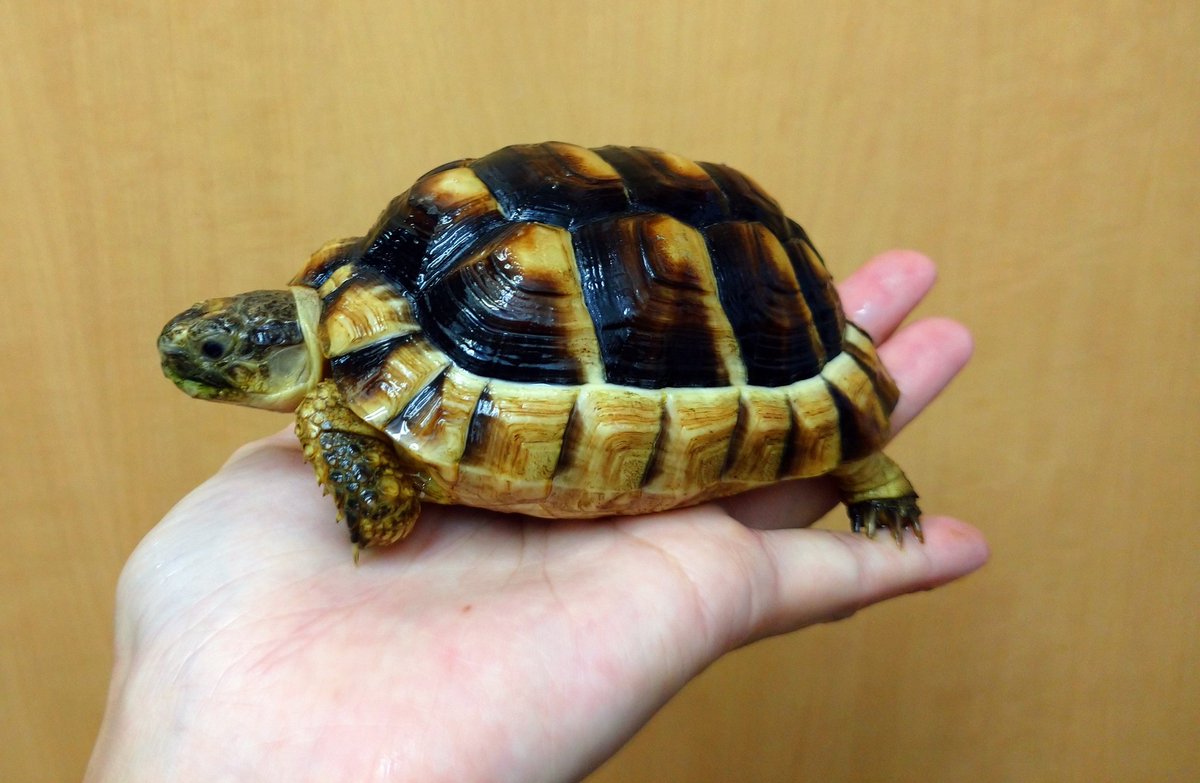 爬虫類ショップGrant×みぃ(🐢Grantファーム良質な桑あります🐢) on X