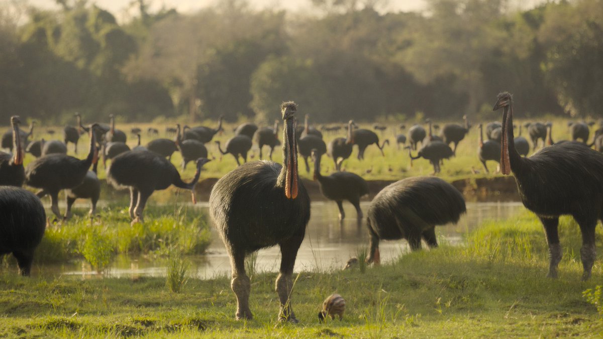 A reminder that by the Middle Ages of our time, there were still giant fossa that ate lemurs the size of men; “Mermaids” the size of whales; and lost worlds that were home to the largest dinosaurs in the age of mammals.

All of this only 20-30 generations ago…