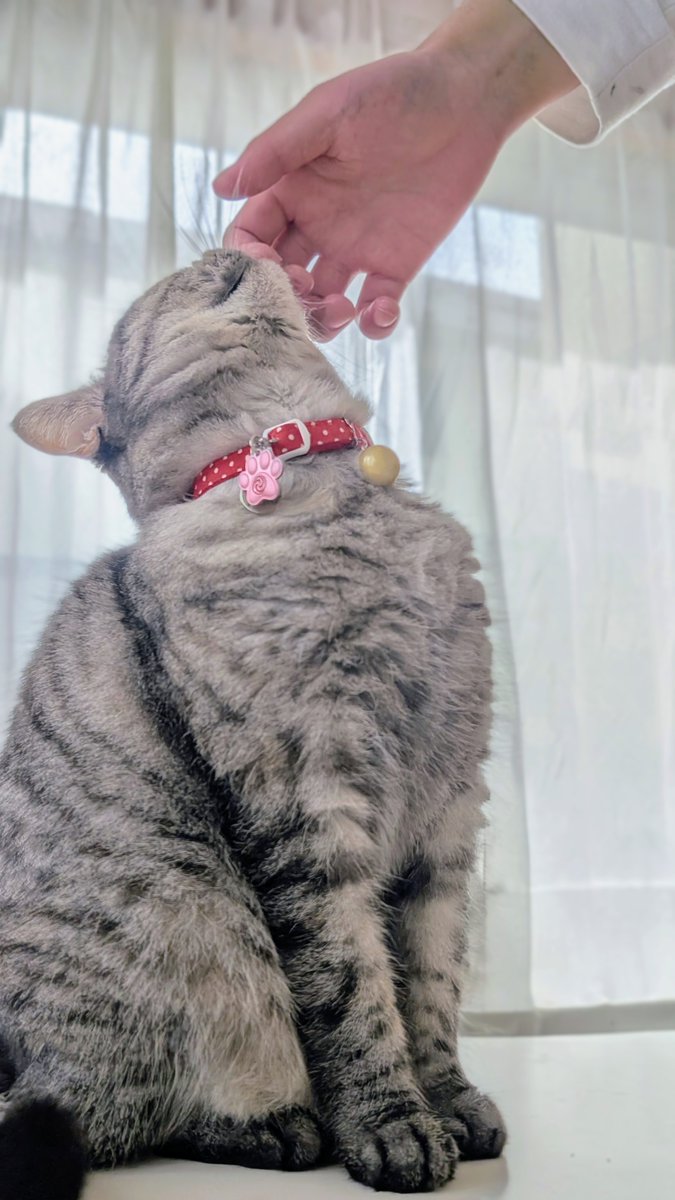 ねこさん⚡(ΦωΦ) (@catnap707) / Posts / X