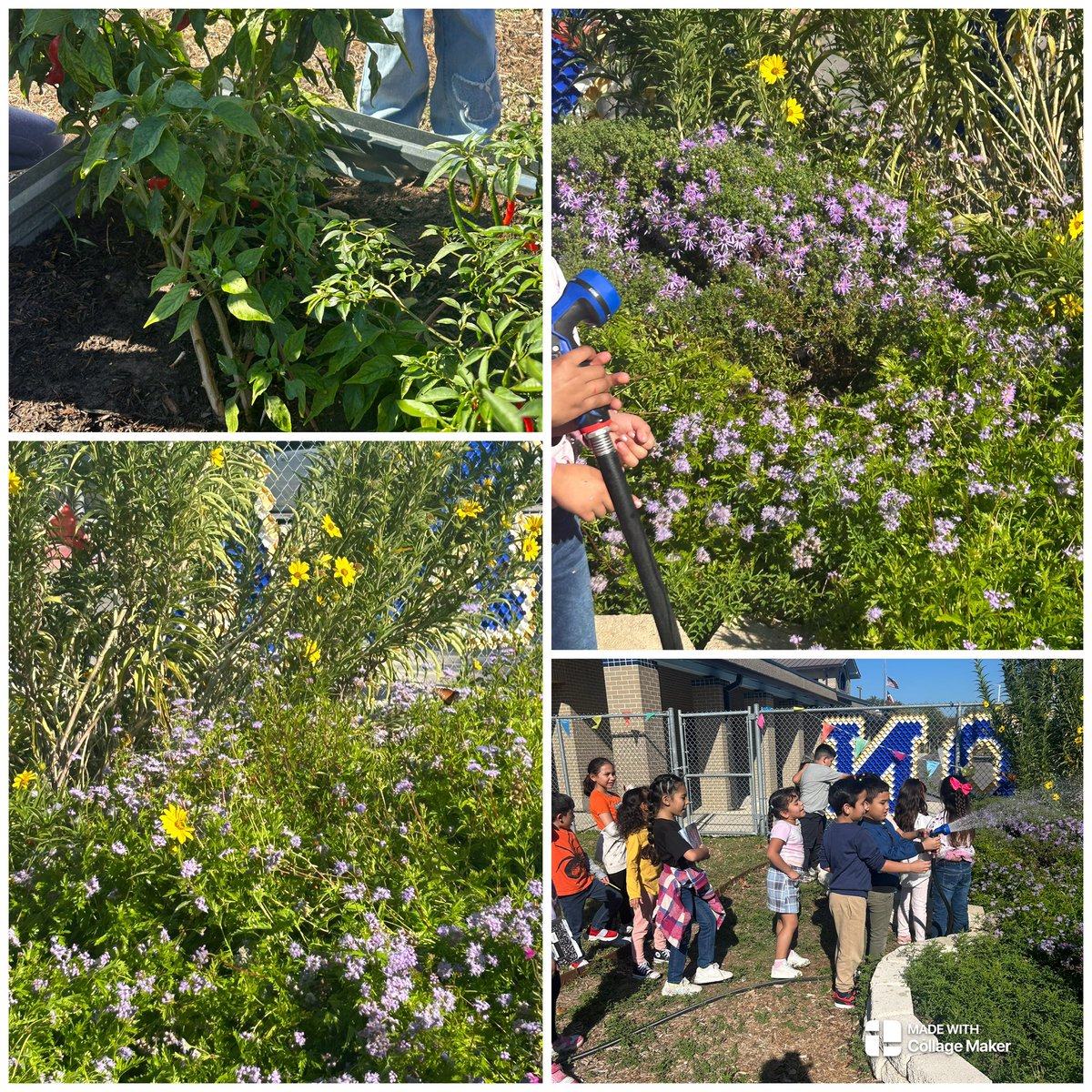 JanetteFMendez's tweet image. 2nd Grade had fun today  in our Koala Garden! 🐨
Counting critters + learning what living things need—sun, water, air, and care! 🌱🔢 #MathMeetsScience @NISDCarlosCoon @NISDScience
