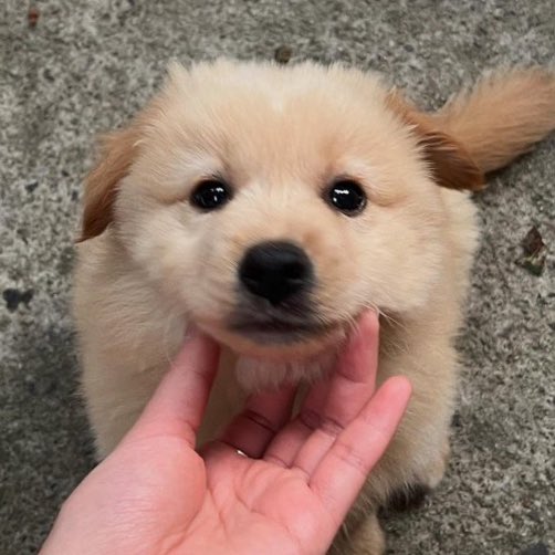puppojoo's tweet photo. https://t.co/Gffnbx5lIt
