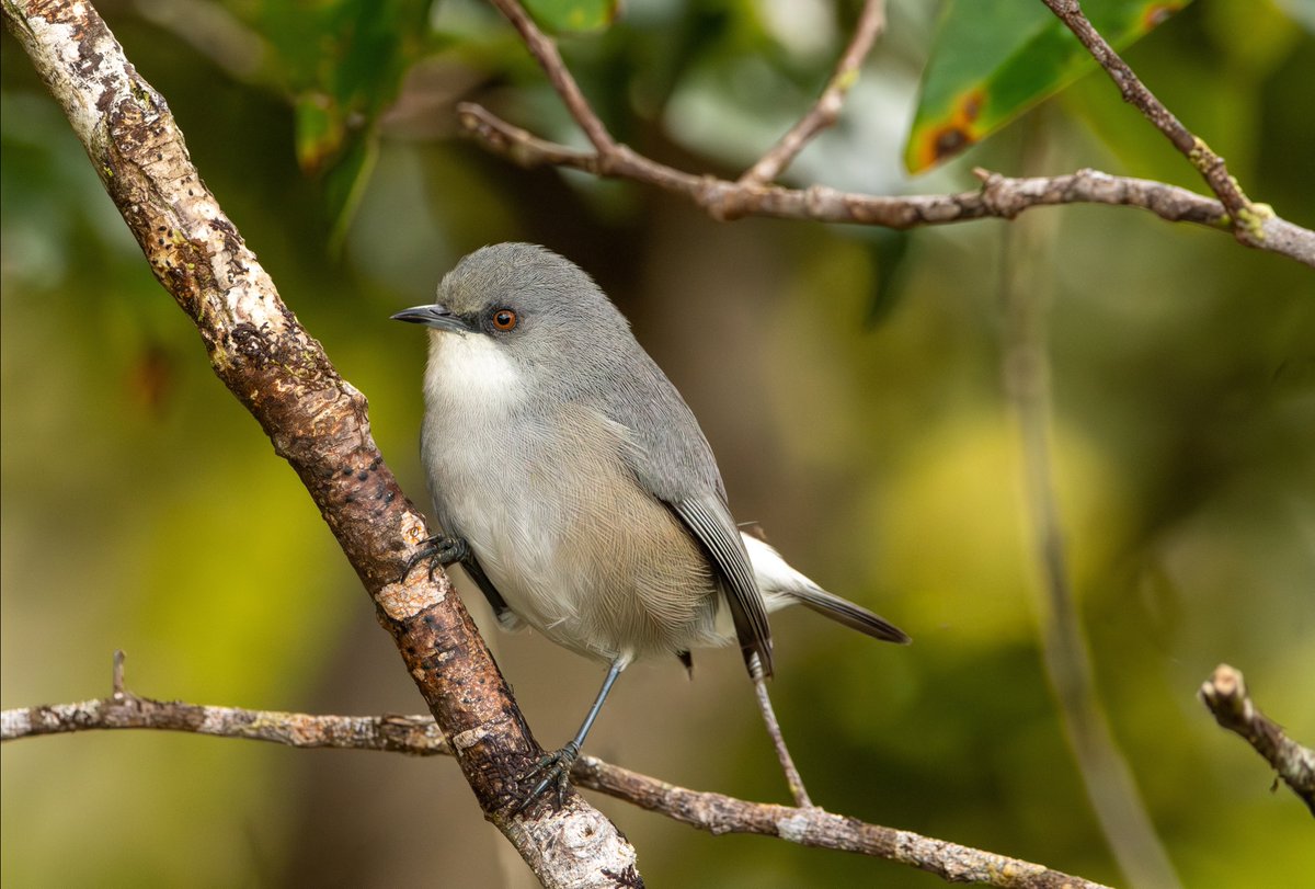 parth_rkt's tweet image. 🏖️⛰️🌴🦤 #Mauritius places its past &amp;amp; present, its nature &amp;amp; history, side by side.

From lush rainforests to the poignant annals of colonialism &amp;amp; slavery, from endemic birds to endearing coastline, the island reminds &amp;amp; rejuvenates in the same breath.

traveltravailsandheck.com/2025/11/06/mau…