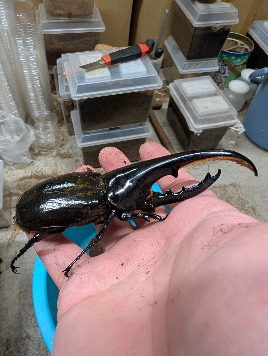 虫の兄ちゃん@兜鍬武蔵 on X