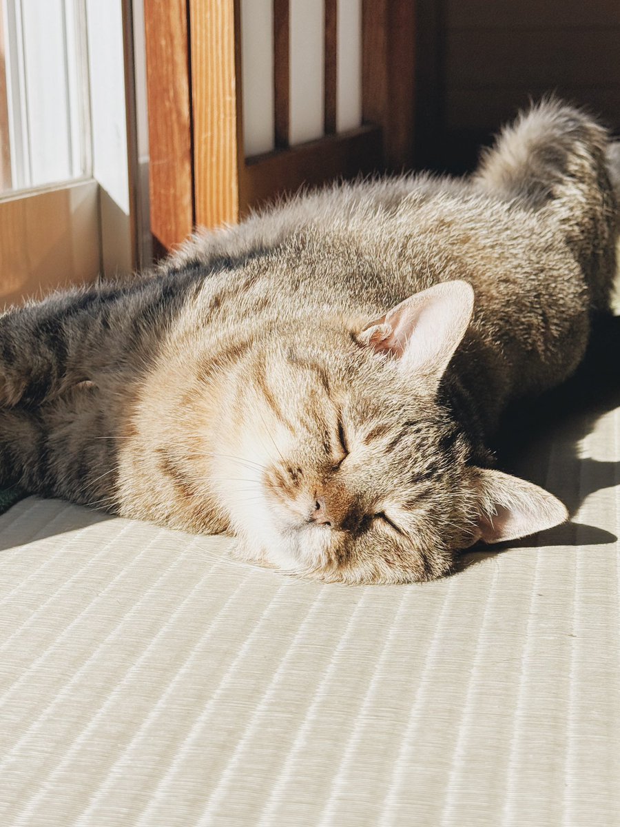 まるぴ と ねこズ tweet media