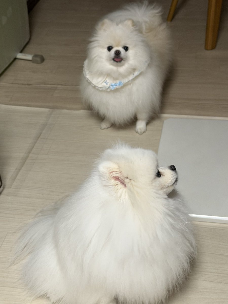 ポメのハッピー (@CvURT4VB0FlXs6B) / Posts / X