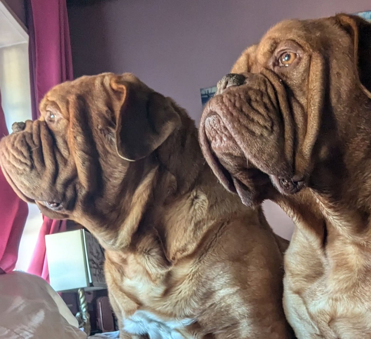 mafia_mastiff's tweet photo. The Mastiff Mafia Bubba and Oscar are like two Sentinels guarding the Castle gates here in the Pines of Southern Jersey. They'll decide if you enter or turn and run for your life π
Have a great evening my friends ππΎπΊπΈπΎ #BroPower @SeanSean252 https://t.co/EsTzfqMV8I