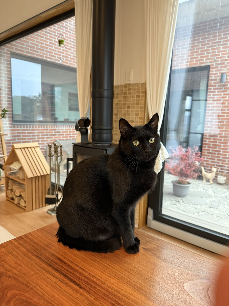 sirius70's tweet photo. 모닝 김후추 #mycathoochoo https://t.co/Armz8MgUoa