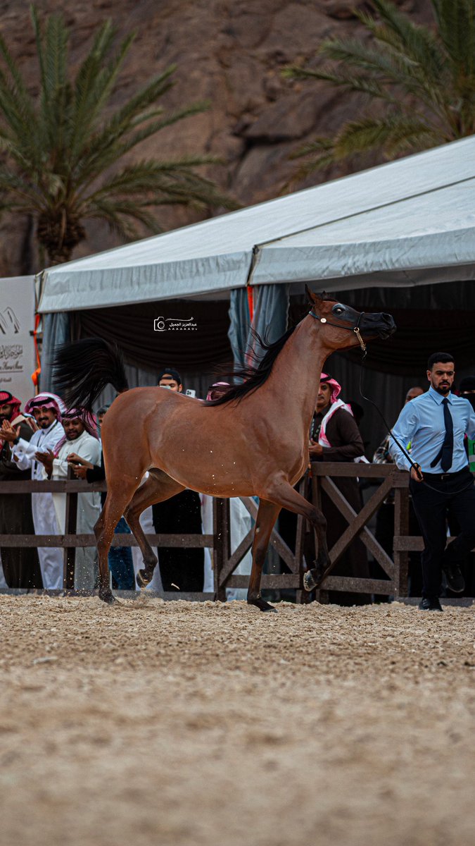 عبدالعزيز الجميل tweet media