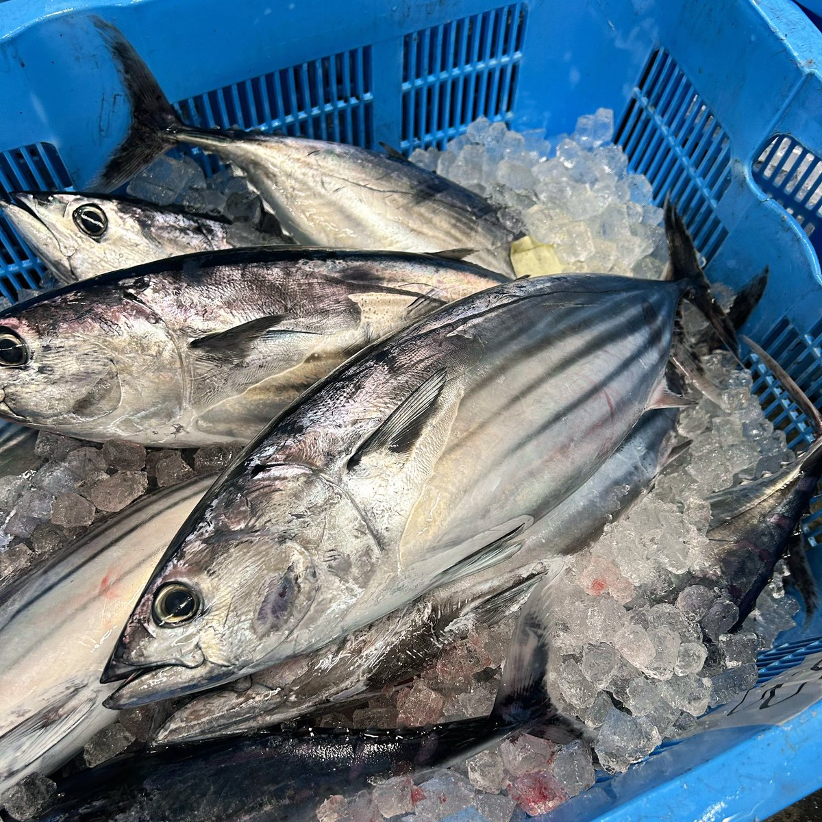 katuo2go's tweet image. 今日も鰹はこんまい。