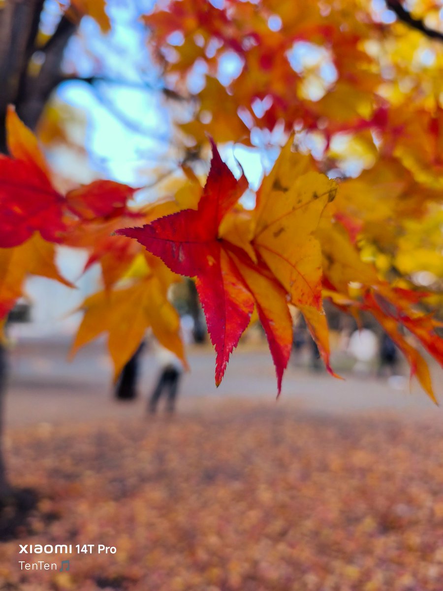 てんてん★です Vixen 天体望遠鏡 AP-SD81S・SM | ビクセン Vixen