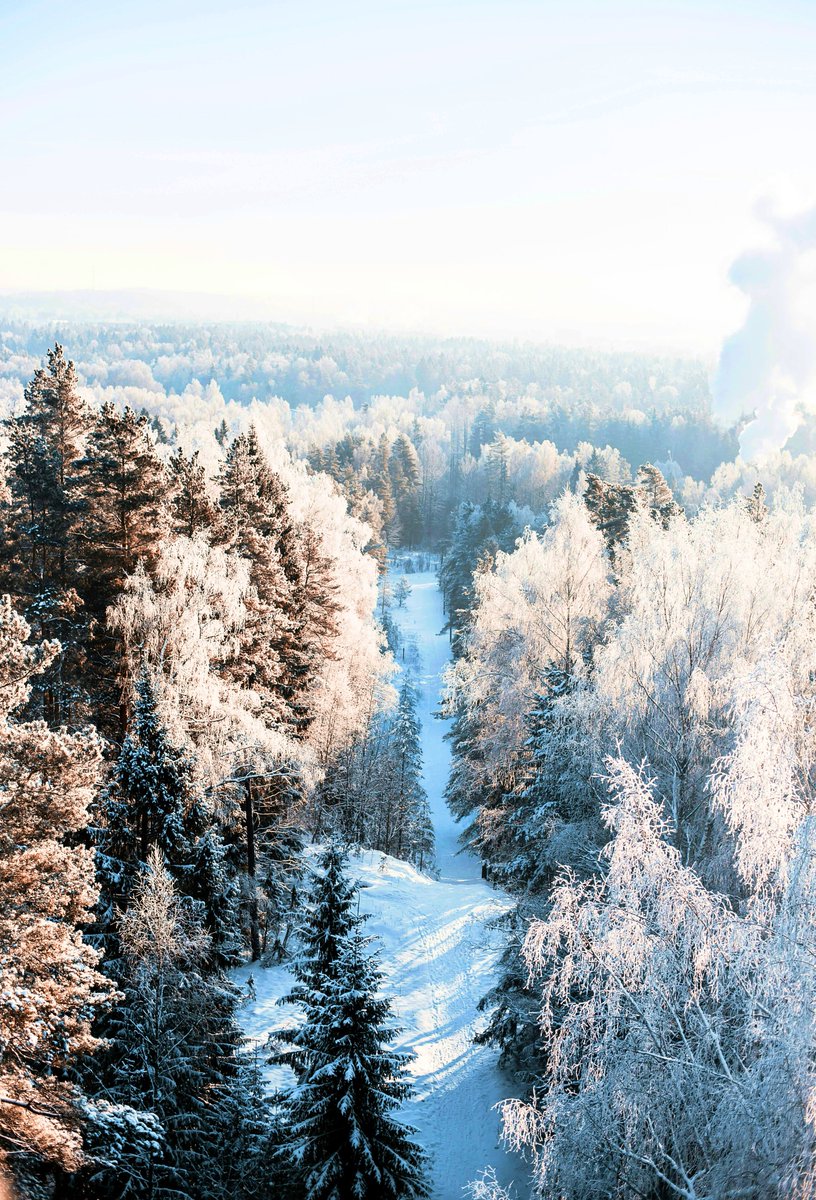 purenature_1's tweet image. Wintery nature ❄️🌨️ #snow #forest