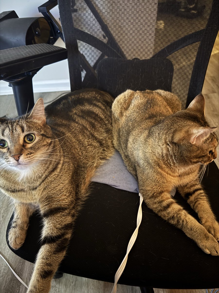 AustCoch's tweet image. The council has spoken,
They are warm