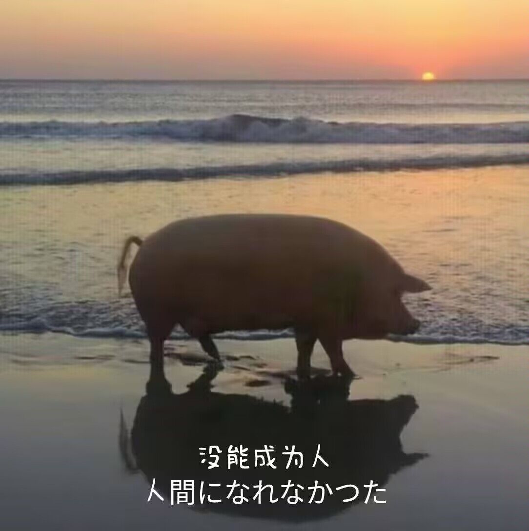 Siki (@sikiovo) on Twitter photo 