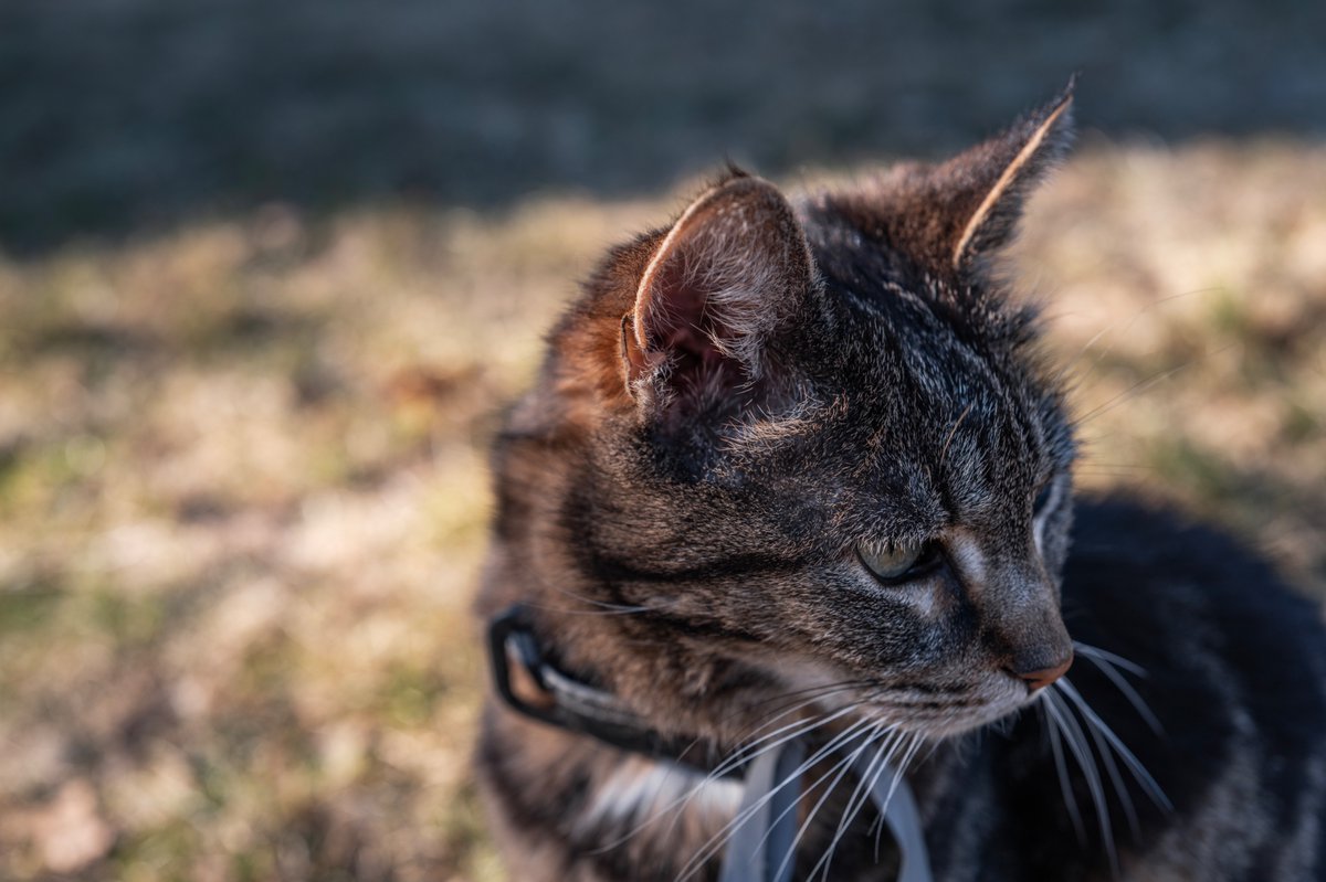 Wishing you a bokehlicious Caturday😸

#Caturday #LeicaQ343 #Photography