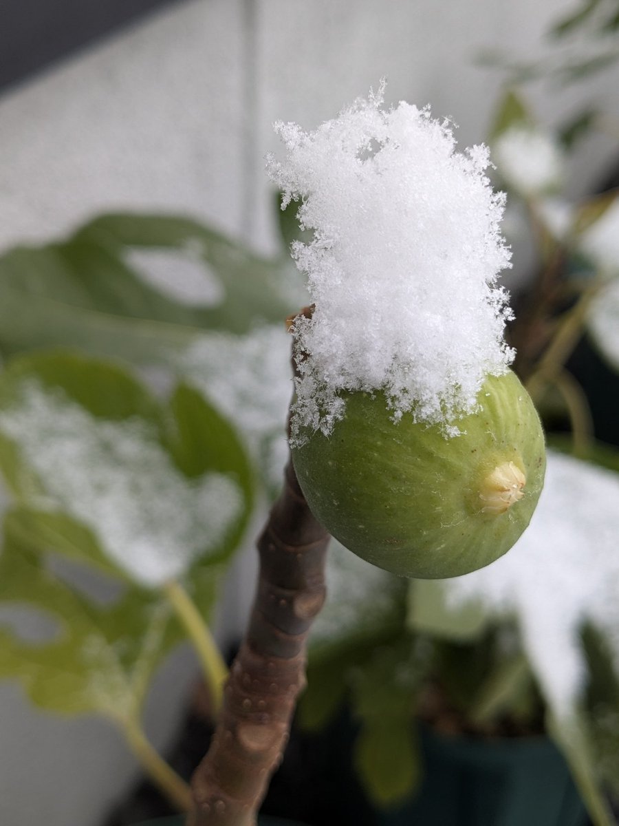 Zone6figger tweet media